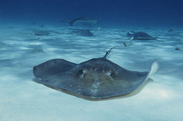 640px-southern_stingrays_at_stingray_city