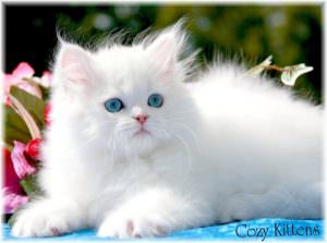 persian-cat2