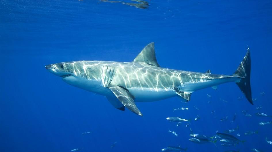 great-white-shark-swimming-blue-jpg-adapt-945-1