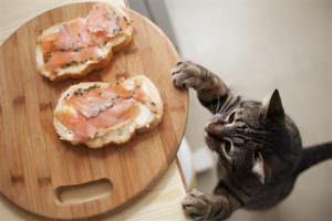 human-food-for-cats1-lg