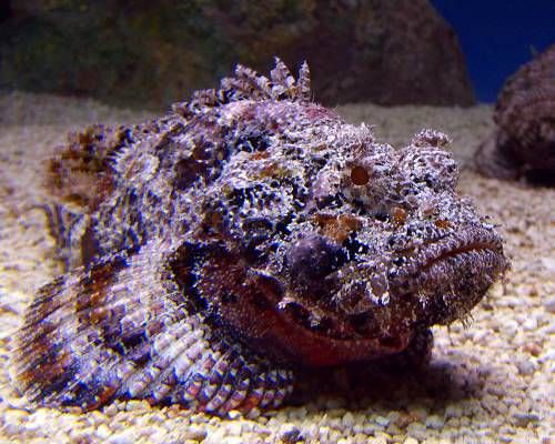 stonefish_0-jpg-638x0_q80_crop-smart