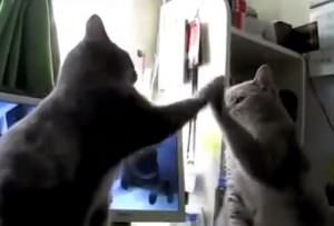 talking-cats-play-pattycake-youtube